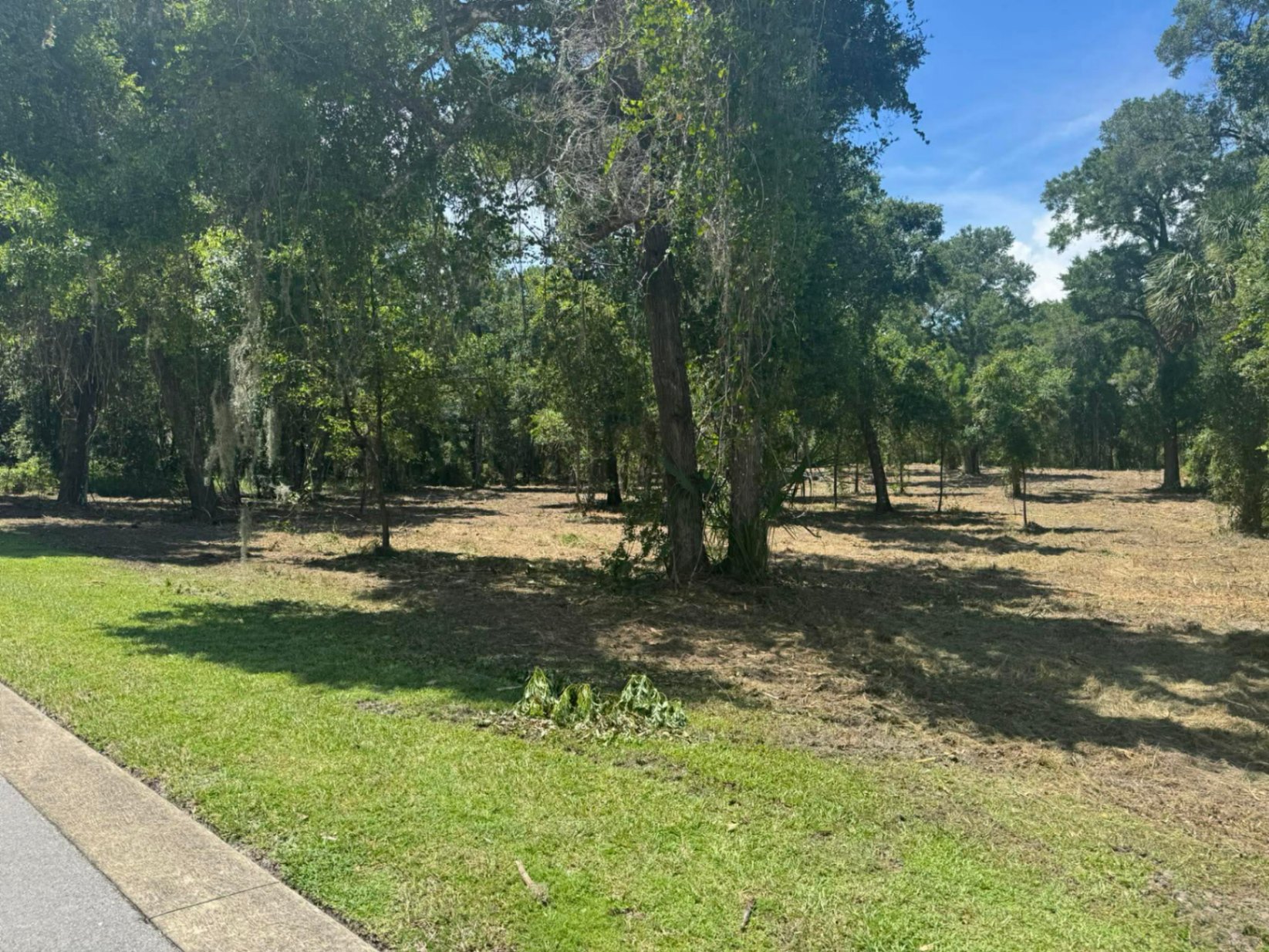 Large lot cleared of underbrush with mature oaks preserved viewed from curbside in Florida