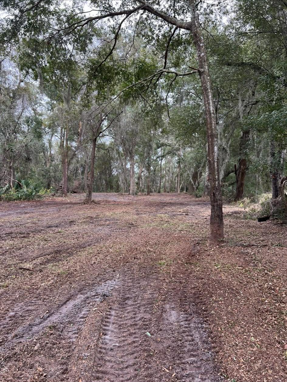 Cleared forest floor with mature oaks preserved after forestry mulching in Volusia County, FL