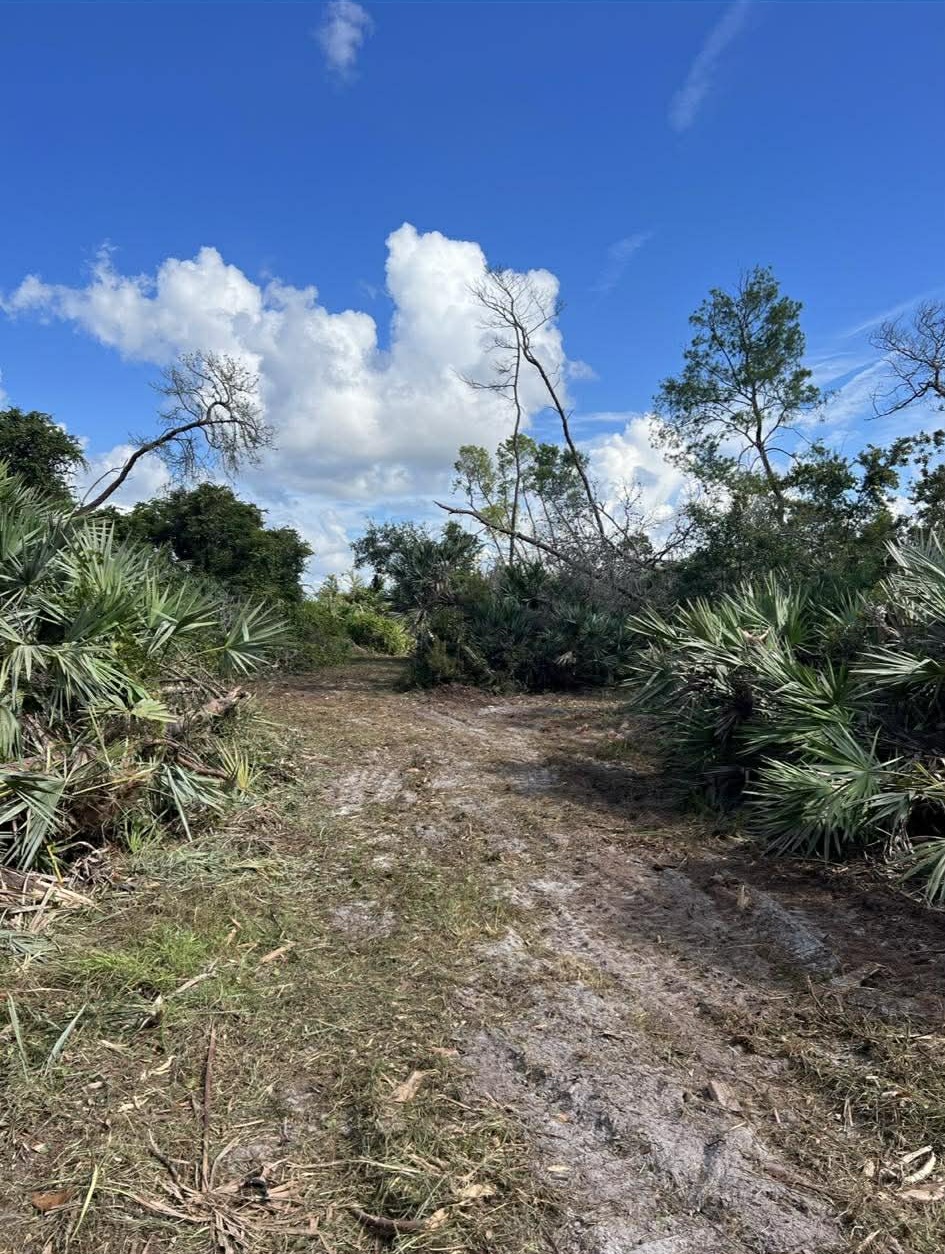 Path cleared through palmetto scrub and brush by forestry mulching equipment in Florida