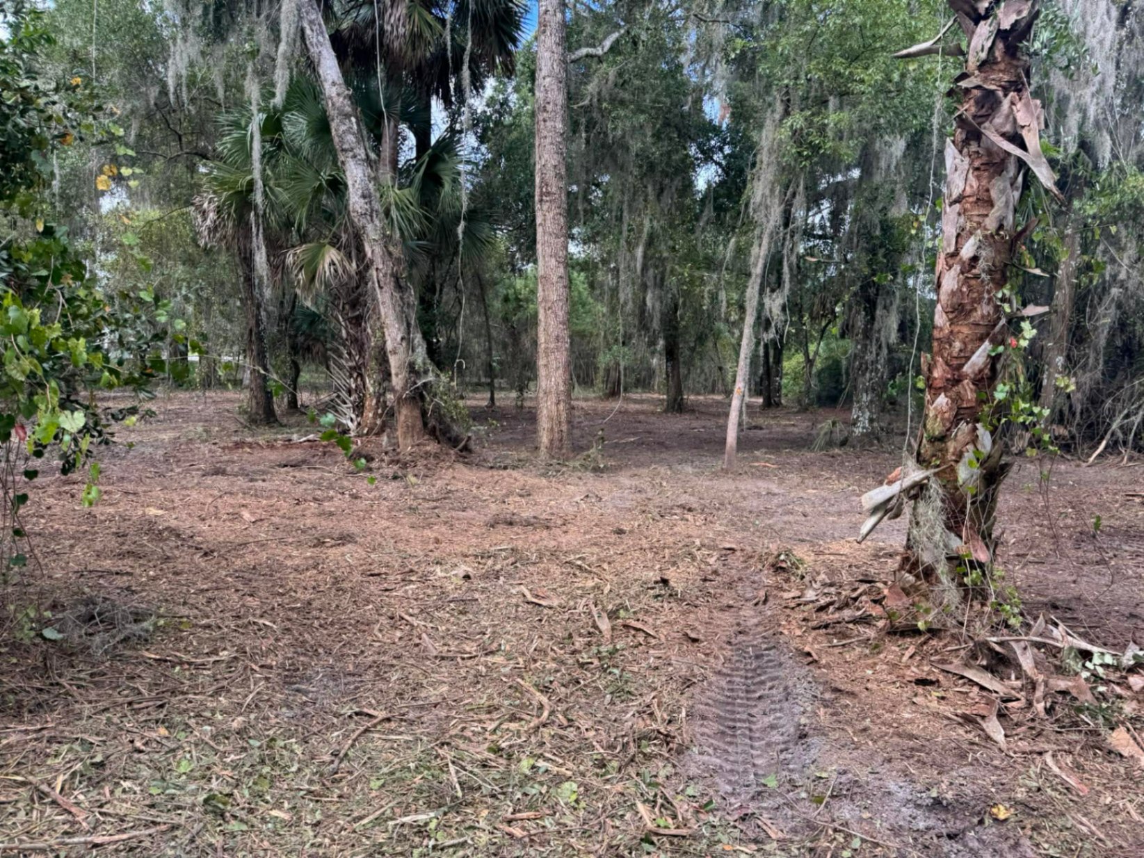 Lot after forestry mulching with Spanish moss draped oaks and clean ground cover in Volusia County