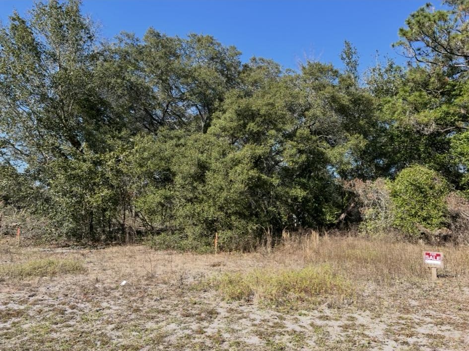 Overgrown vacant lot with for-sale sign and dense oak canopy before clearing in Volusia County
