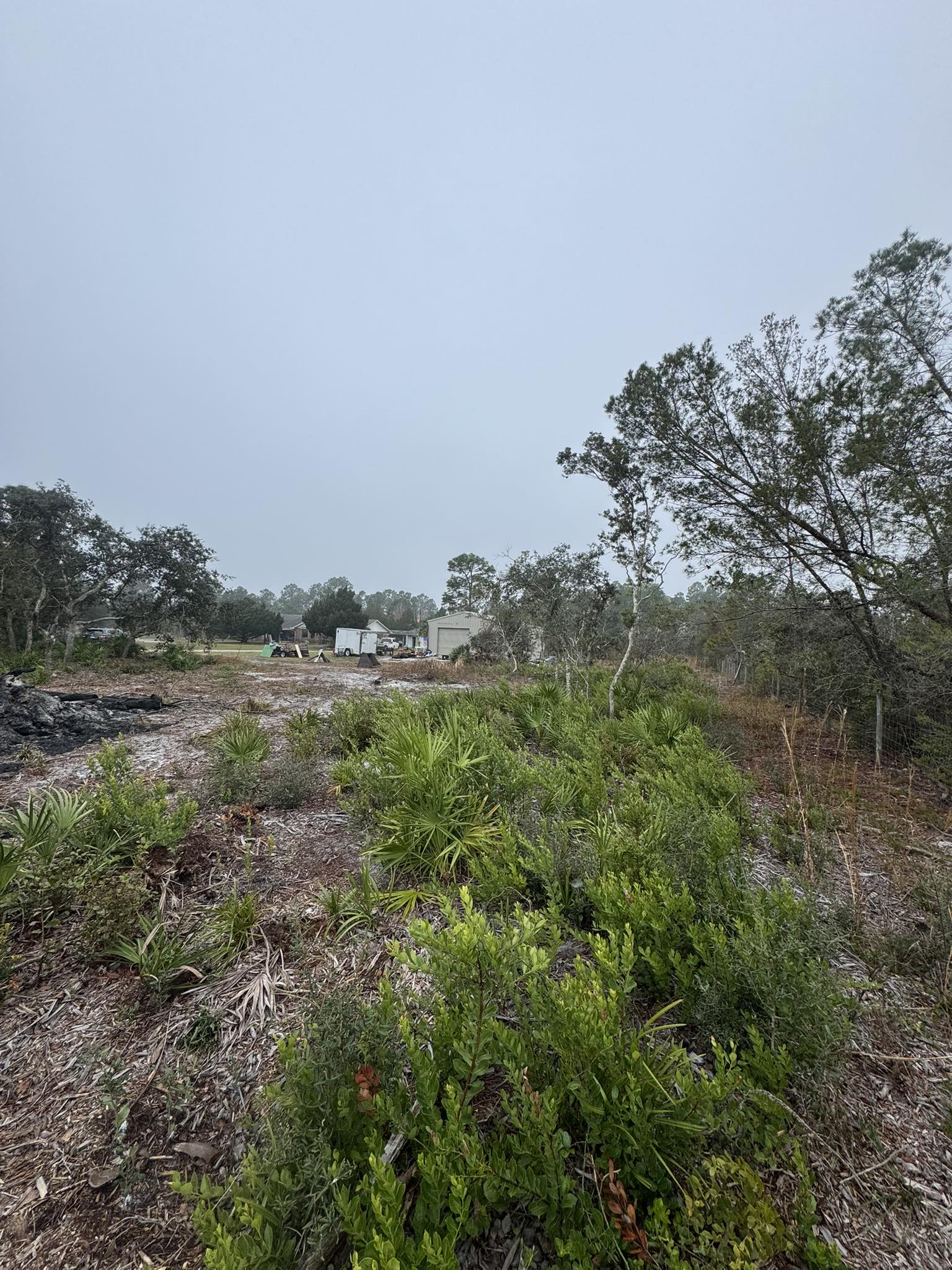 Overgrown lot with palmetto scrub and scattered trees before clearing near storage shed in Florida