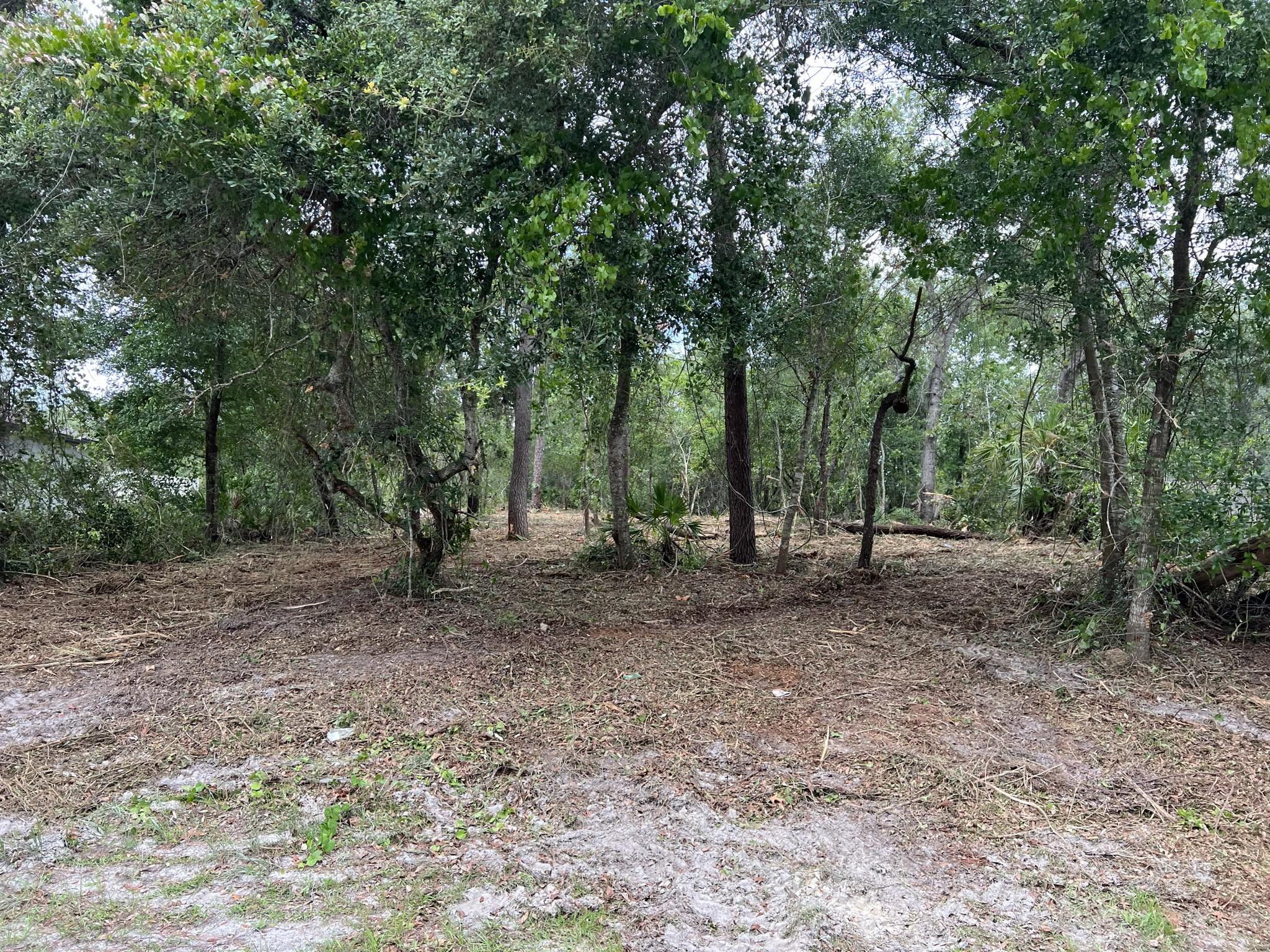 Wooded lot with oaks and palmettos after brush and underbrush clearing in Volusia County