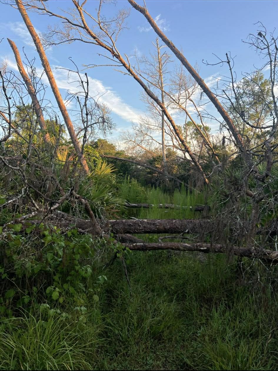 Fallen dead trees and thick overgrowth on Florida property before forestry mulching